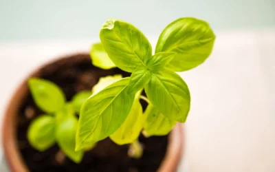 Partnering for TEM: Growing Your Business