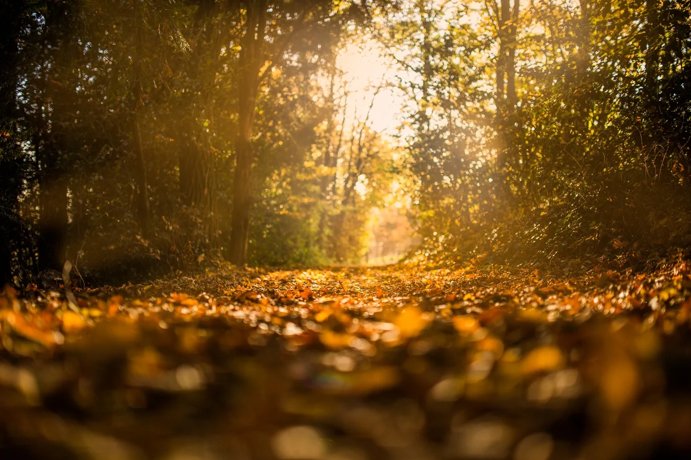 Fall